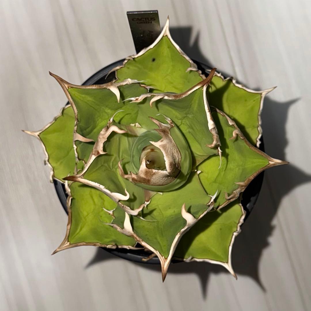 CG アガベトリケラトプスTriceratops 子株 (発根済み)