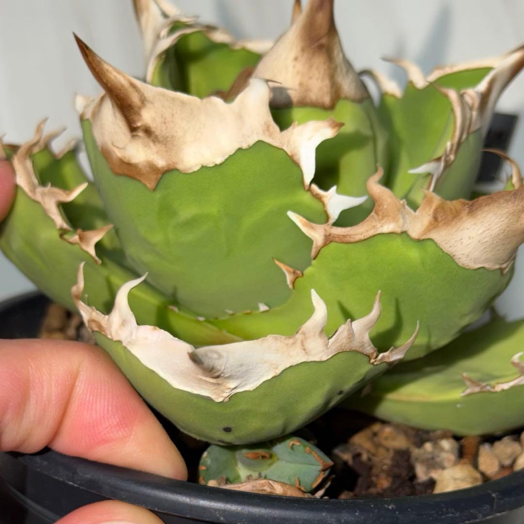 CG アガベトリケラトプスTriceratops 子株 (発根済み)