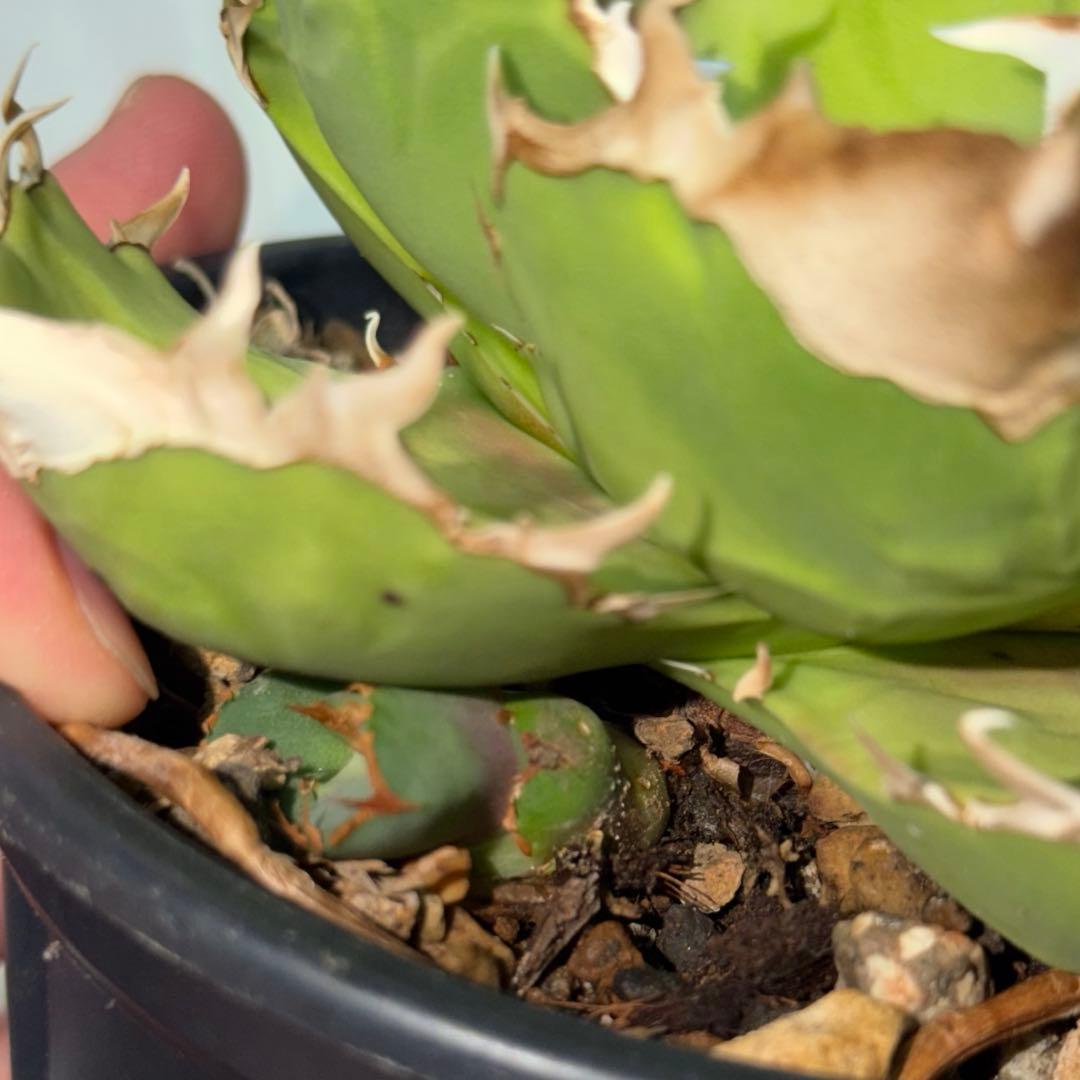 CG アガベトリケラトプスTriceratops 子株 (発根済み)