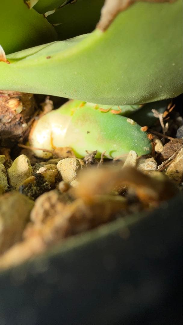 CG アガベトリケラトプスTriceratops 子株 (発根済み)