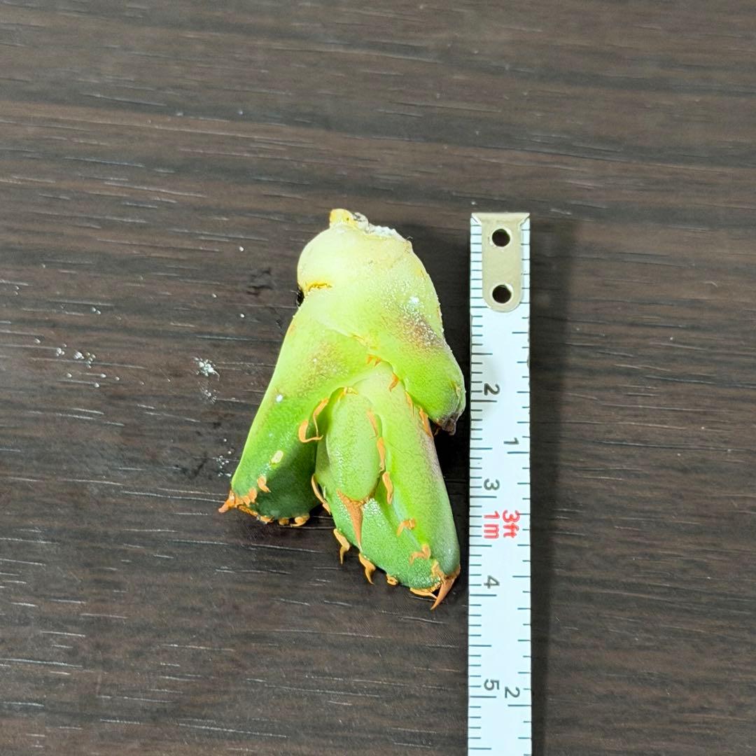 CG アガベトリケラトプスTriceratops 子株 (発根済み)