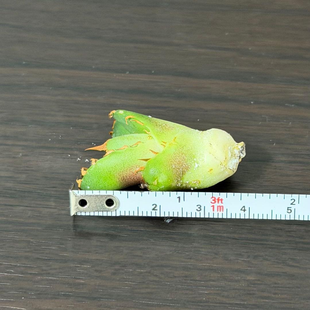 CG アガベトリケラトプスTriceratops 子株 (発根済み)