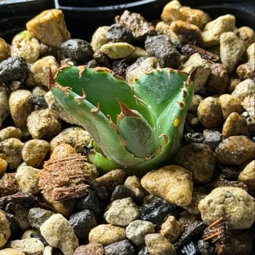 CG アガベトリケラトプスTriceratops 子株 (発根済み)