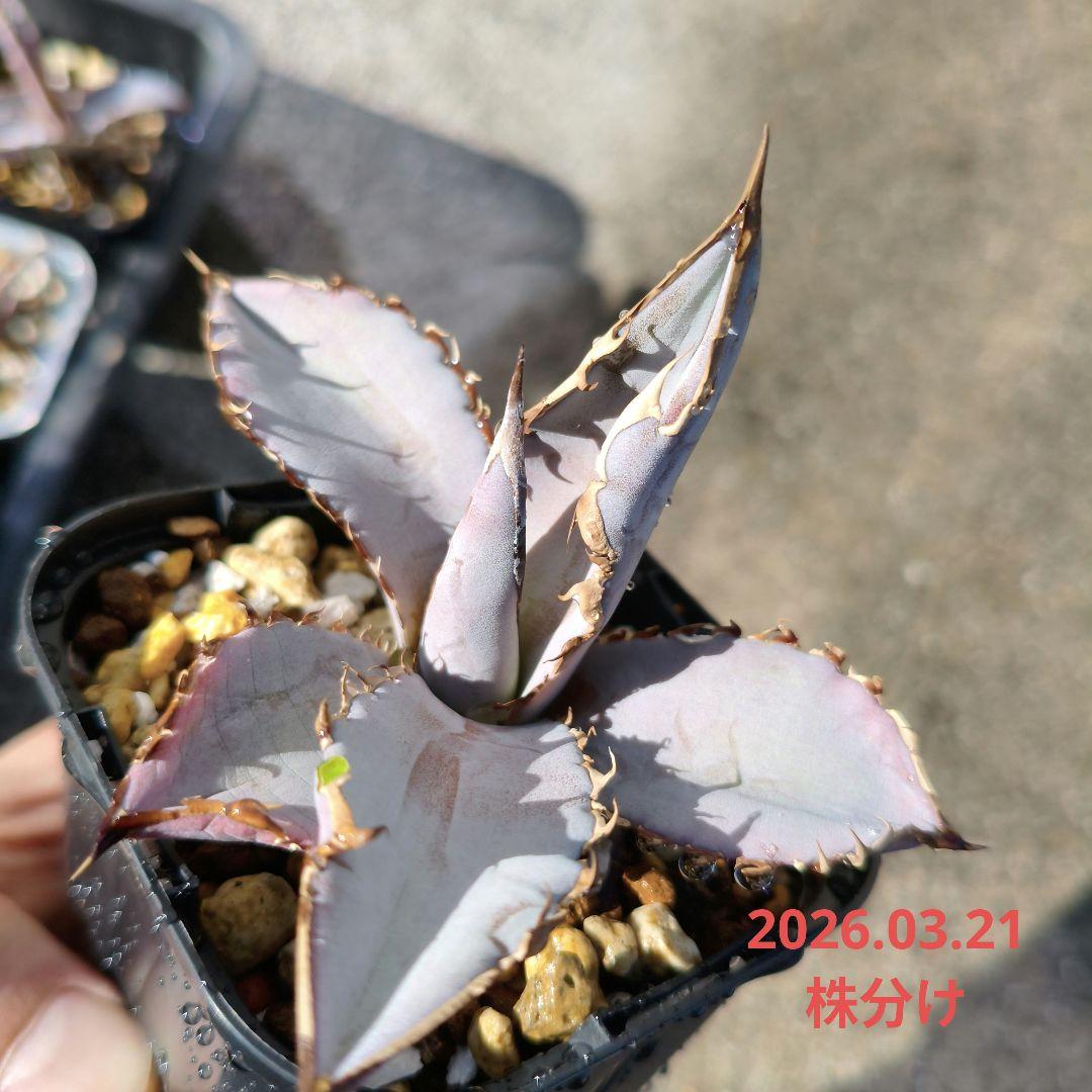 チタノタ ブルー 実生 胴切り子株