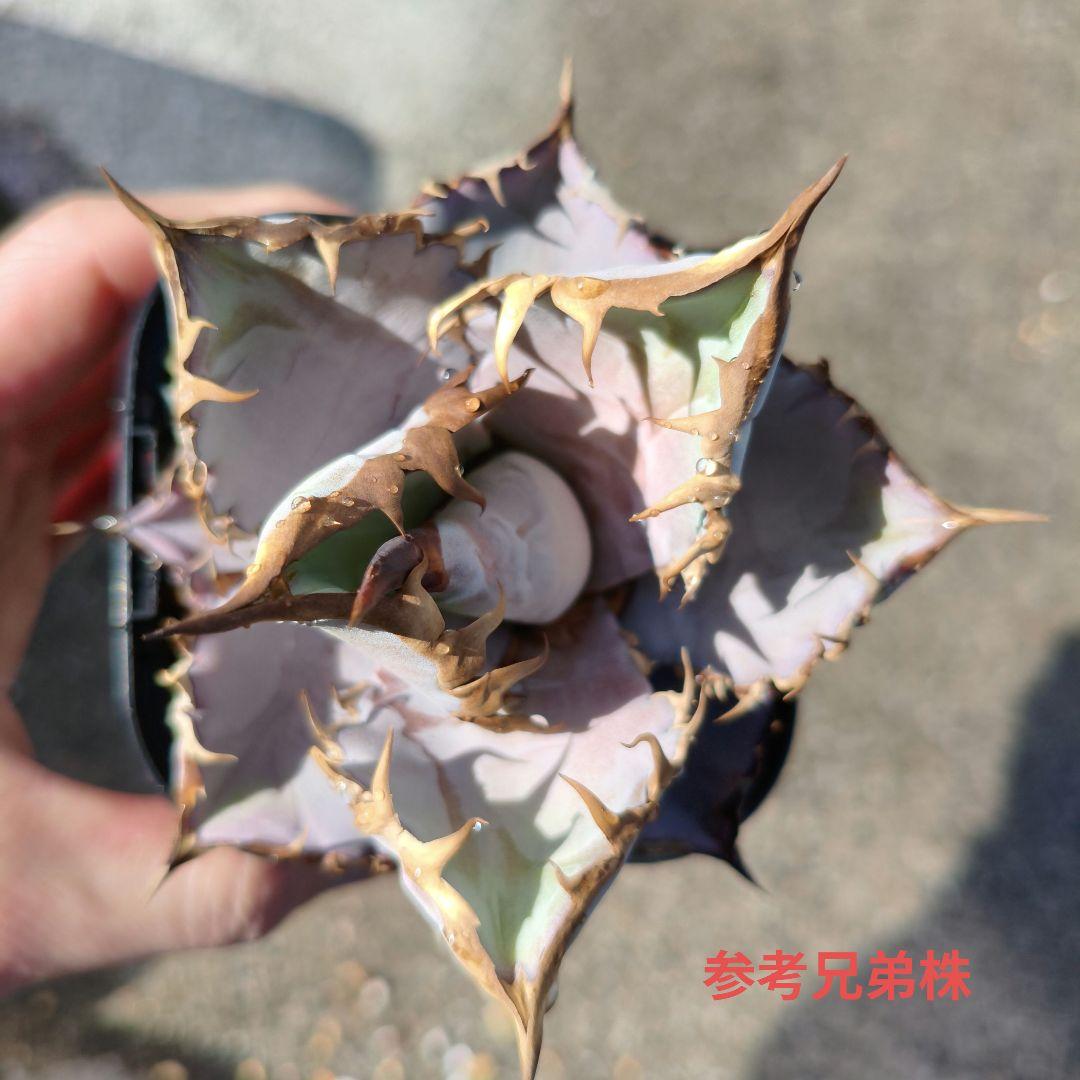 チタノタ ブルー 実生 胴切り子株