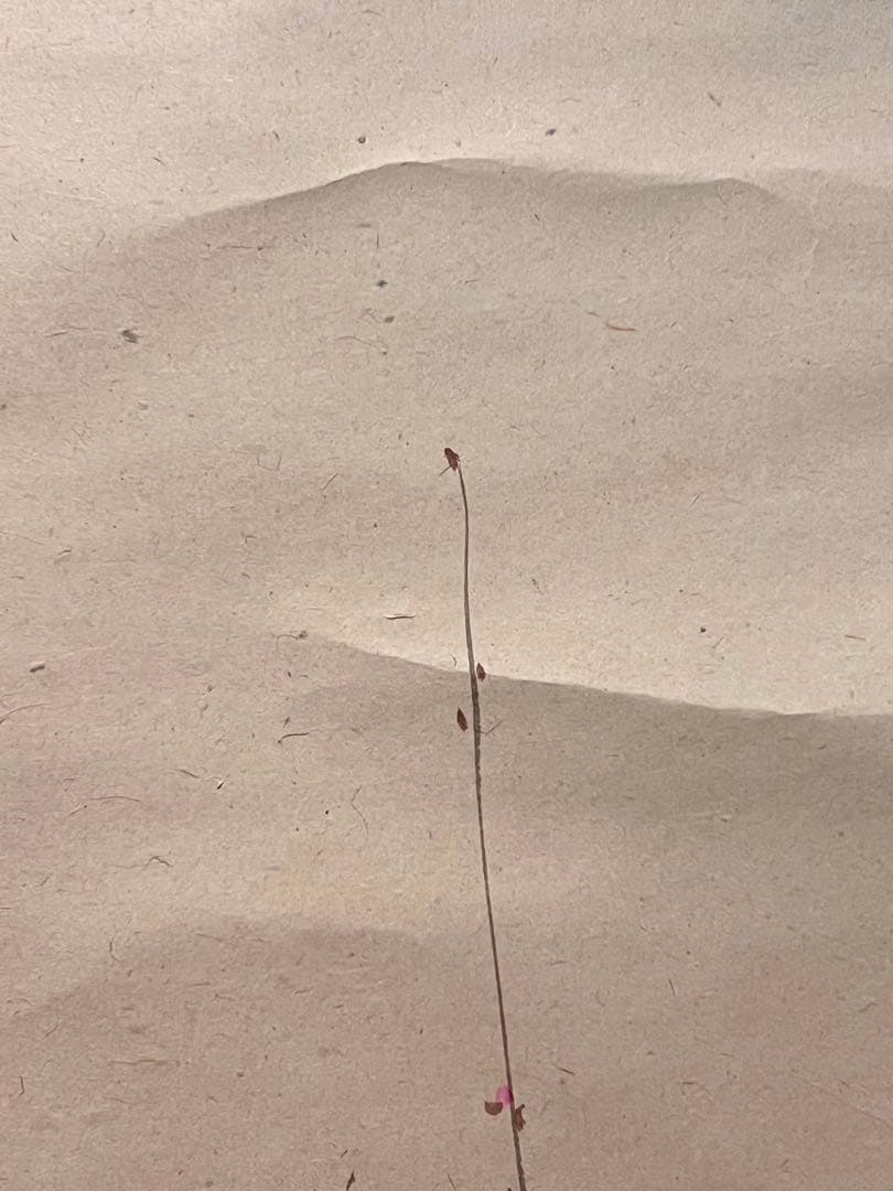 三尾呉石 掛軸 掛け軸「紅梅鶯図」肉筆 大橋翠石師事 日本画 絵画 春 ウグイス