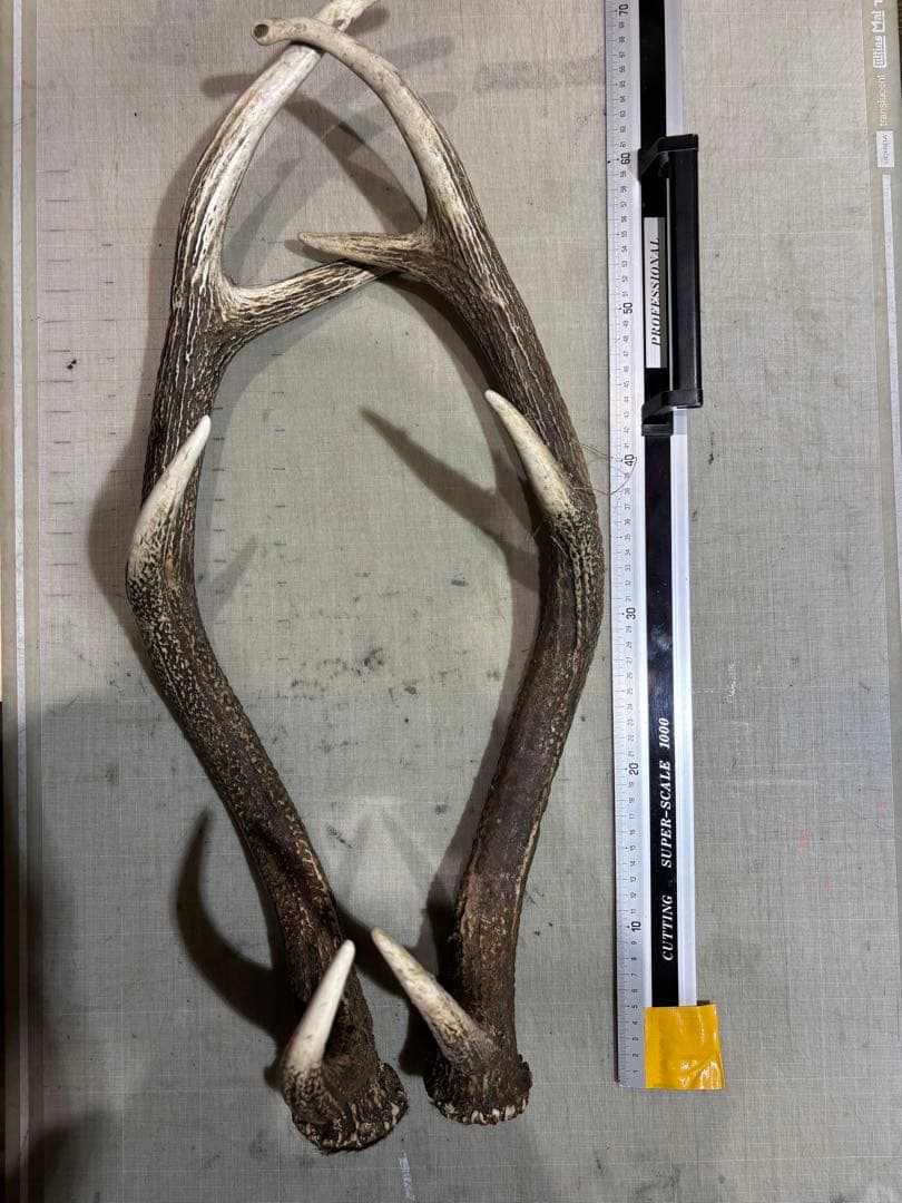 クラフト　蝦夷鹿の角