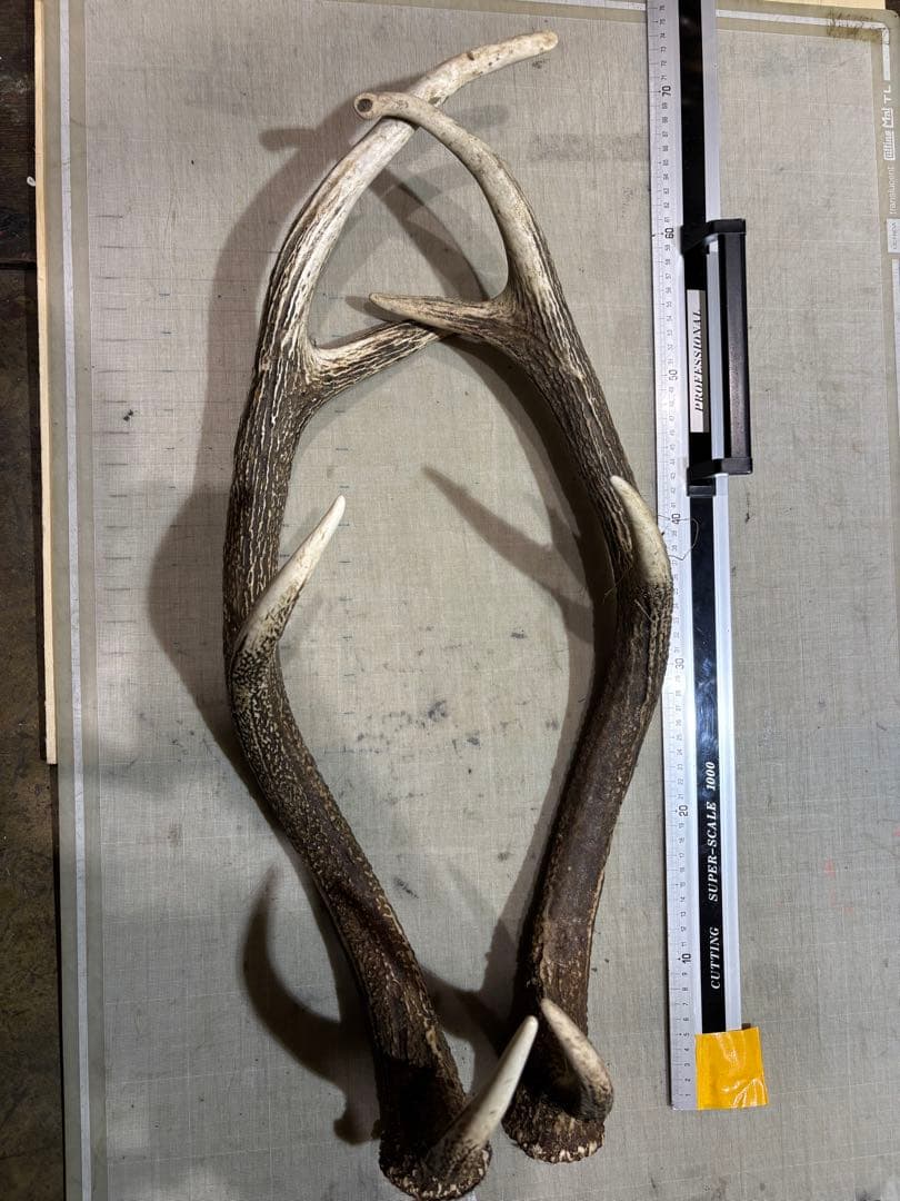 クラフト　蝦夷鹿の角