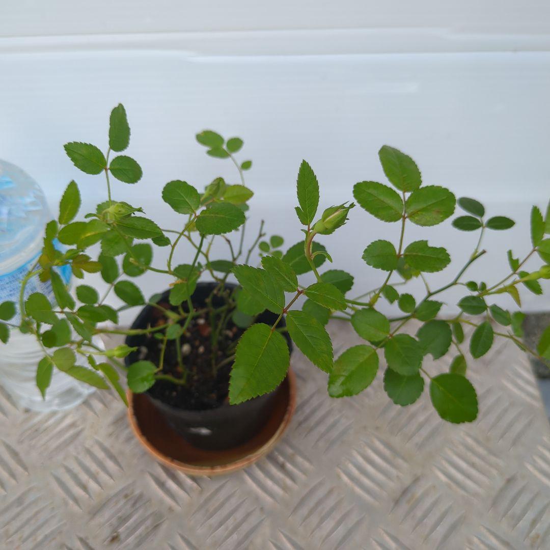 グリーンアイス　苗木