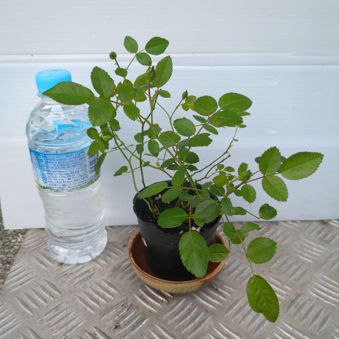 グリーンアイス　苗木