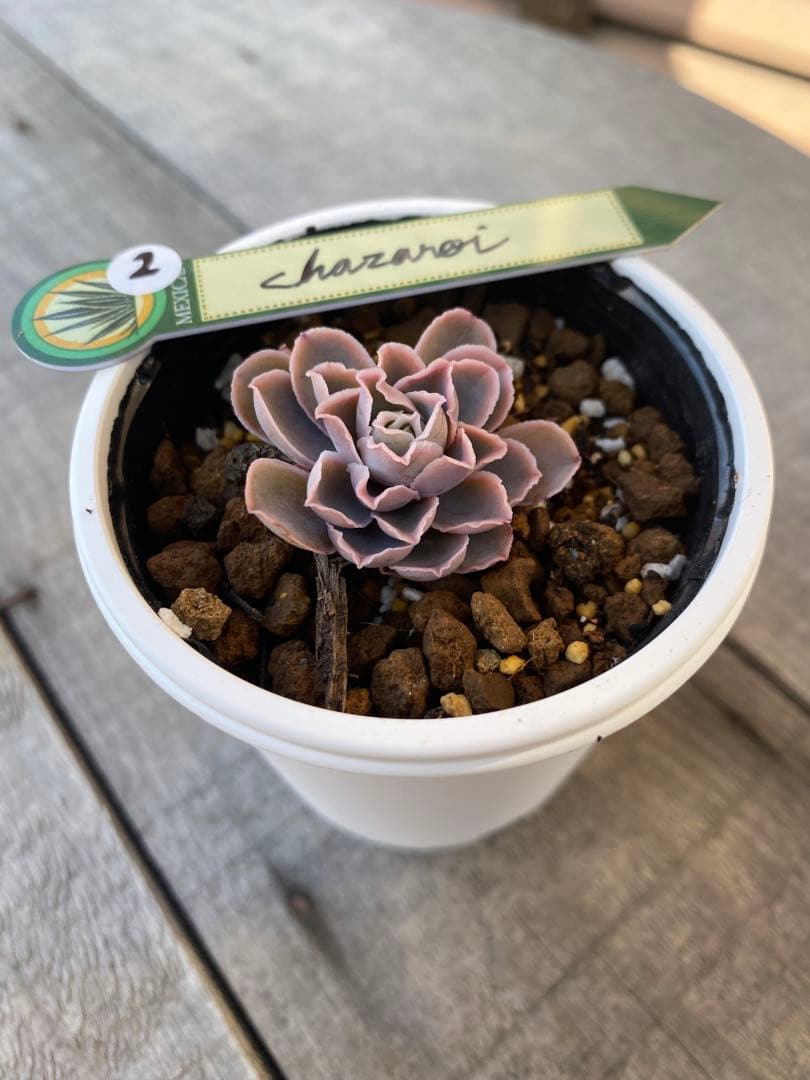 ② 原種　チャザロイ　Chazaroi エケベリア 多肉
