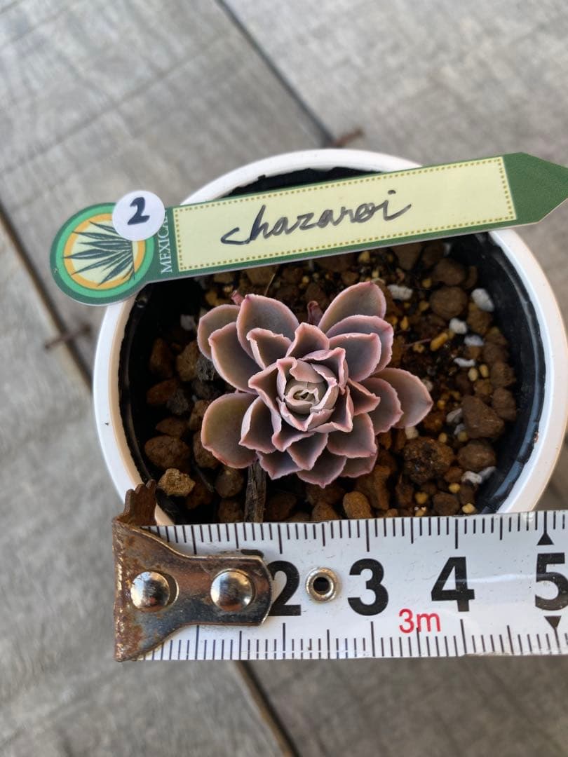 ② 原種　チャザロイ　Chazaroi エケベリア 多肉