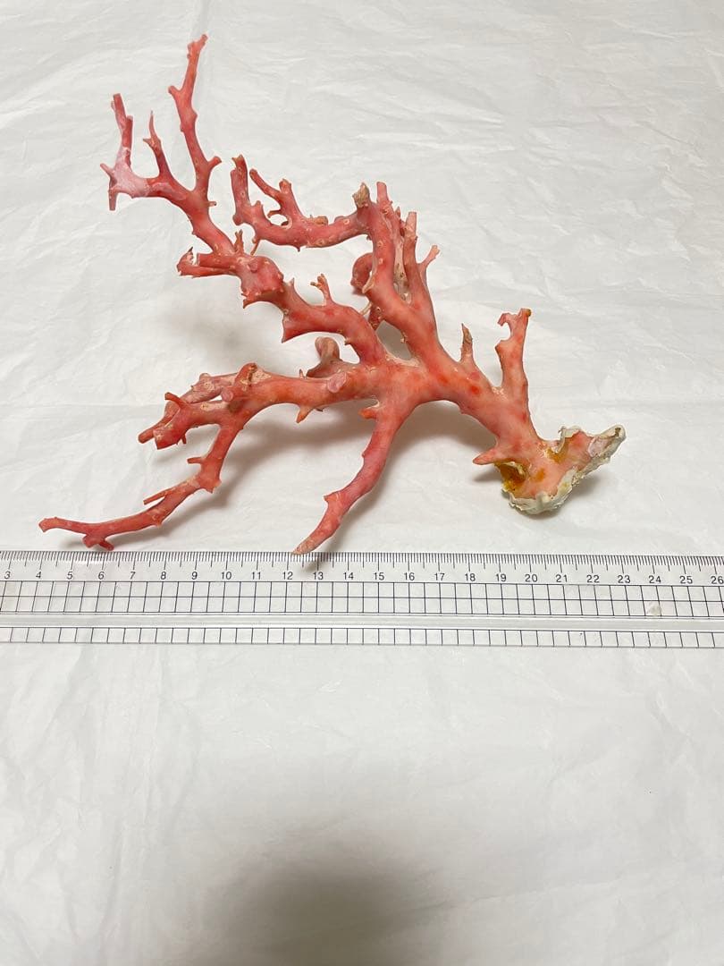 珊瑚サンゴ、ピンク珊瑚原木の置物