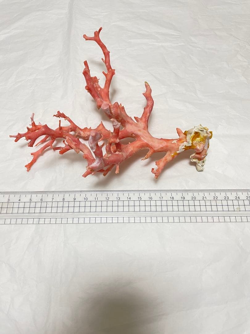 珊瑚サンゴ、ピンク珊瑚原木の置物