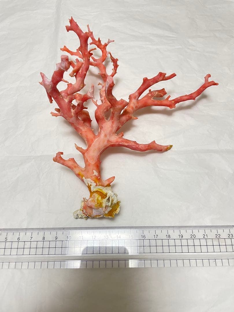 珊瑚サンゴ、ピンク珊瑚原木の置物