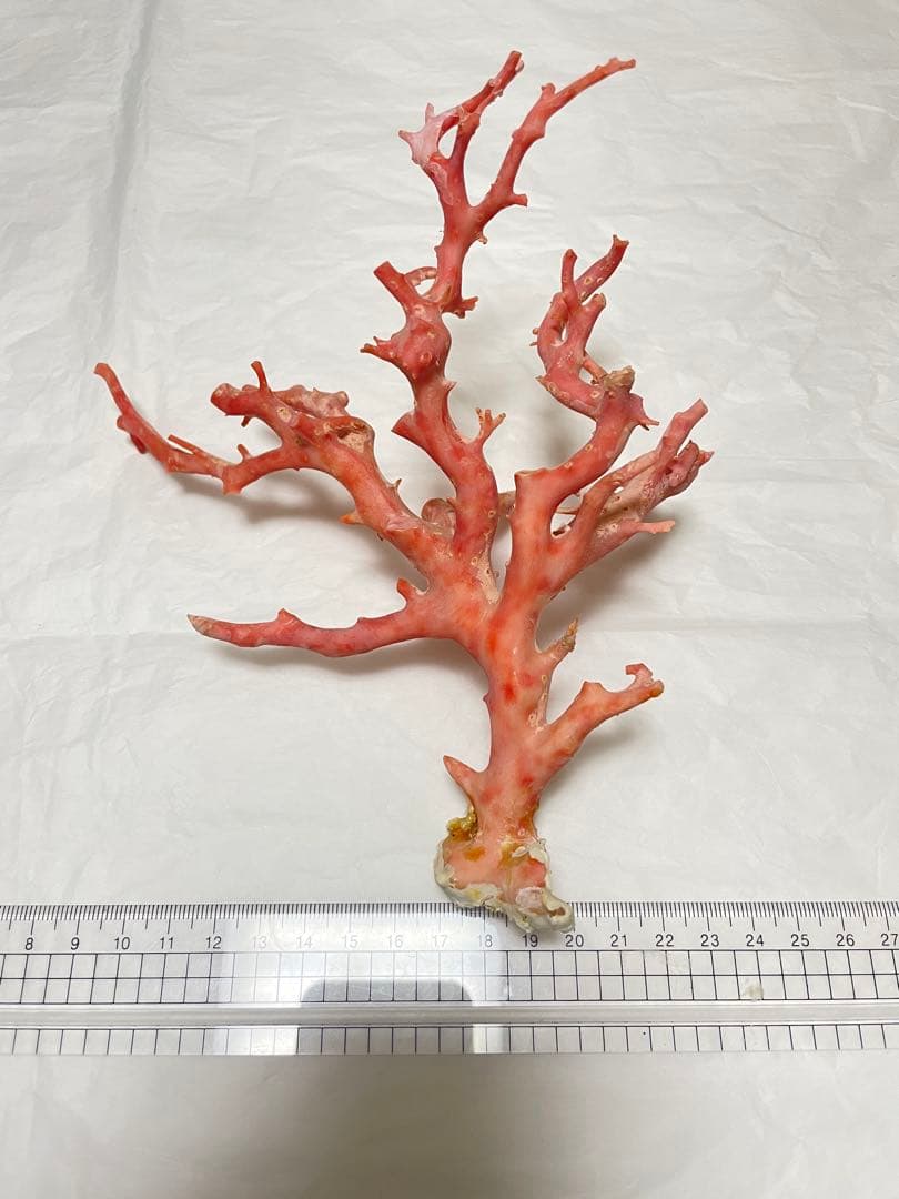 珊瑚サンゴ、ピンク珊瑚原木の置物