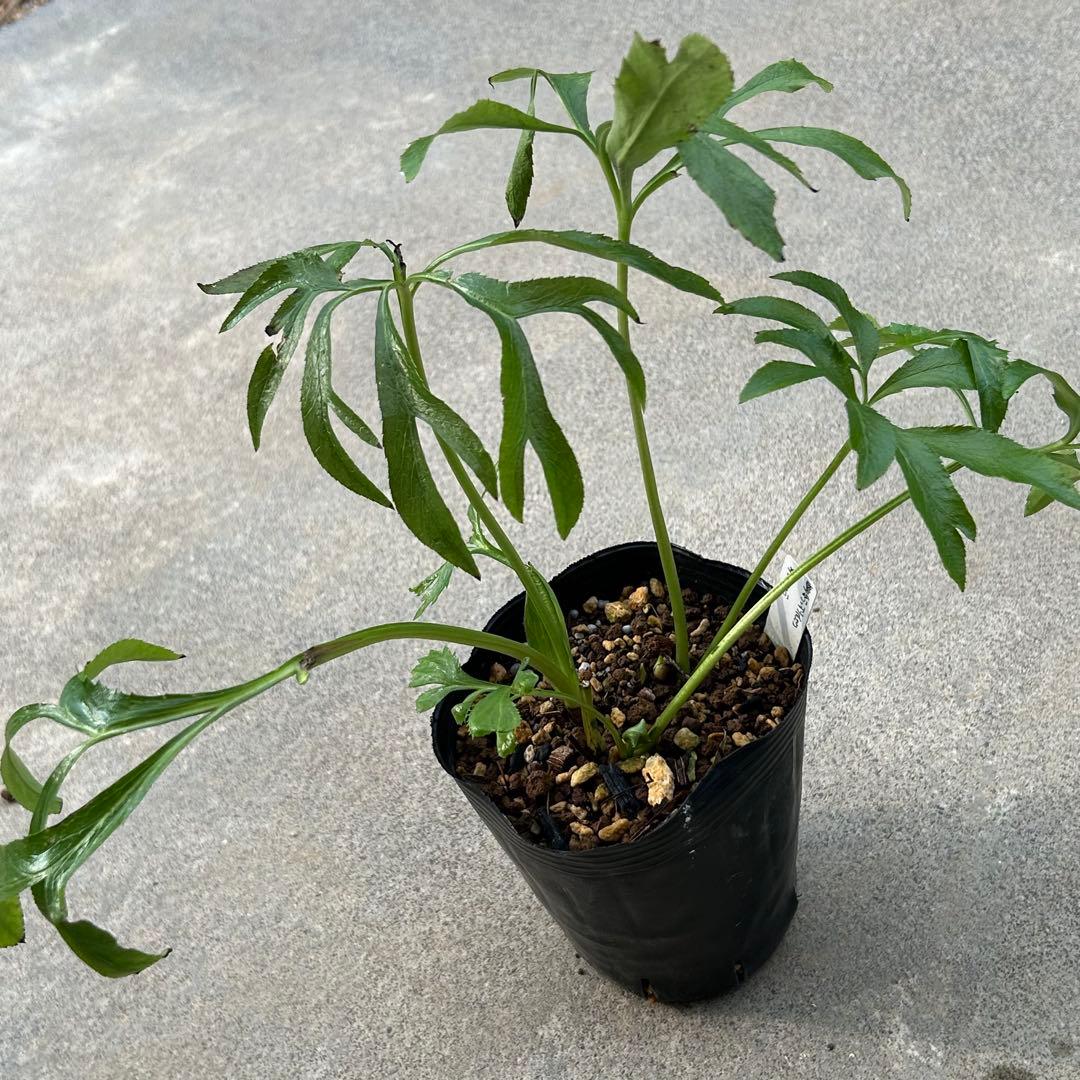 クリスマスローズ 開花実績株 DDピエラhyb