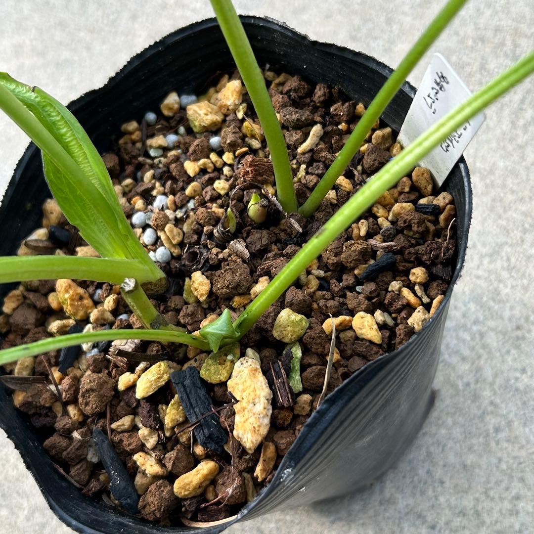 クリスマスローズ 開花実績株 DDピエラhyb