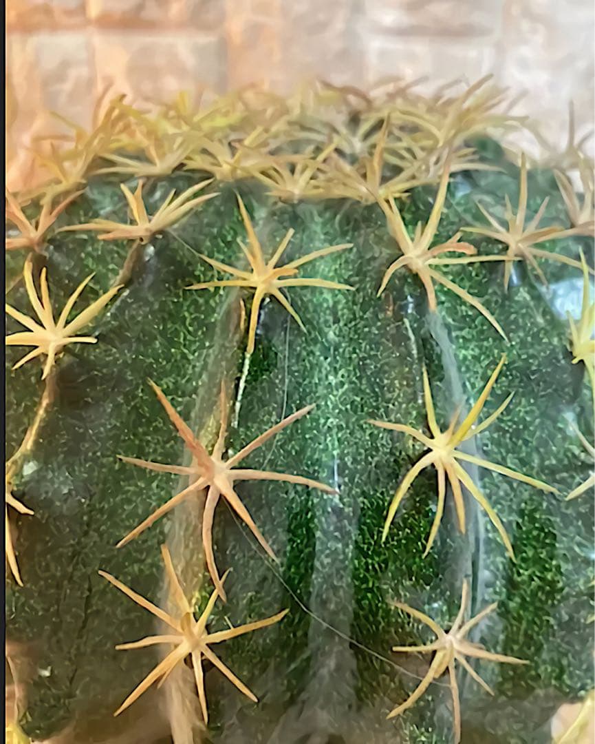 光触媒　人工観葉植物　ウォールグリーン　フェイクグリーン　サボテンカクタスj