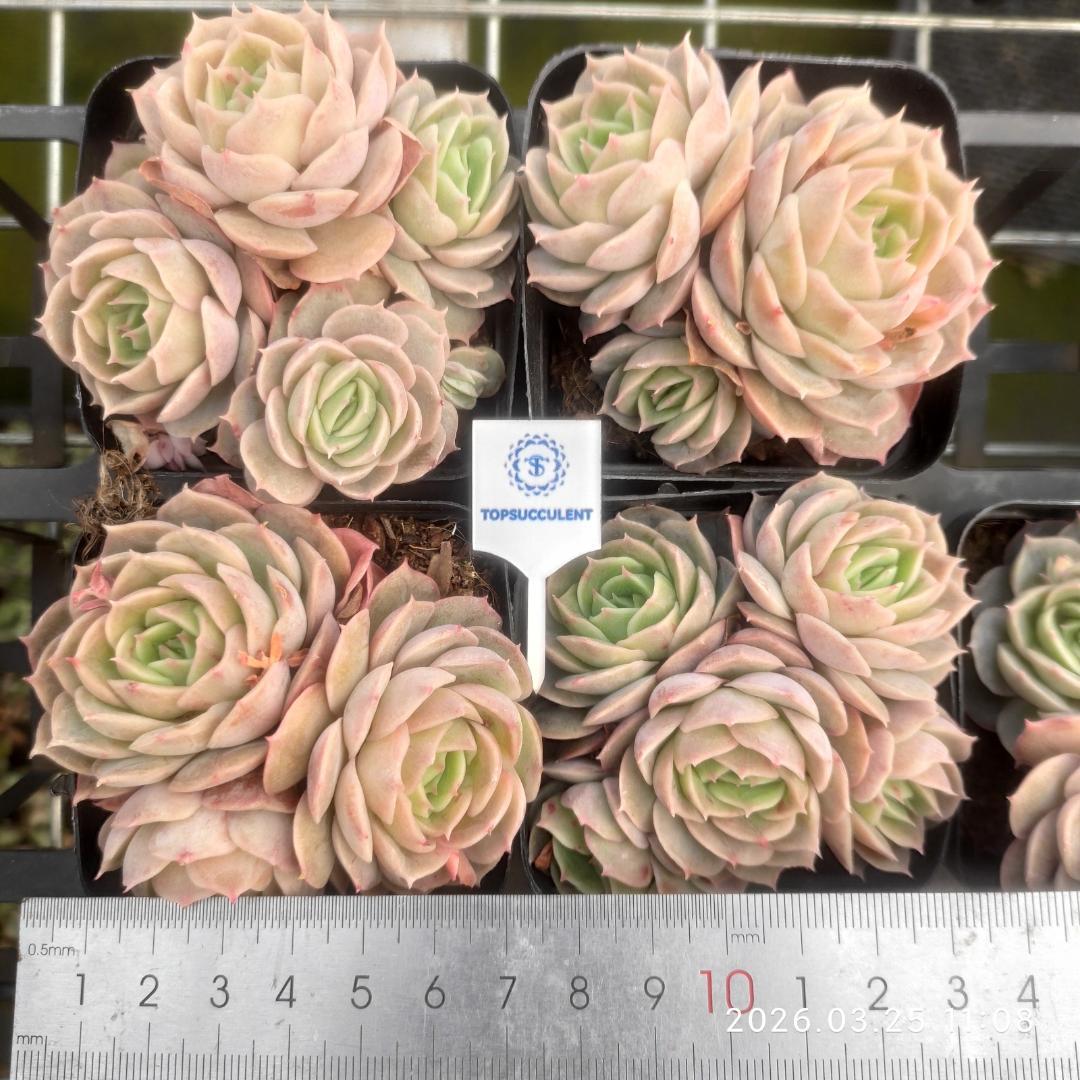 Top【選抜株】多肉植物　23405リリーパッド　10個　鉢無し/脱土