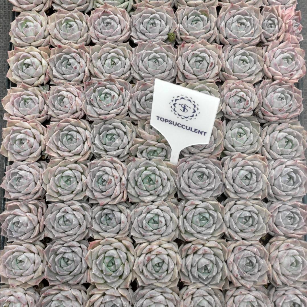 Top【選抜株】多肉植物　22139ポセイドン 105個　プラグトレー苗