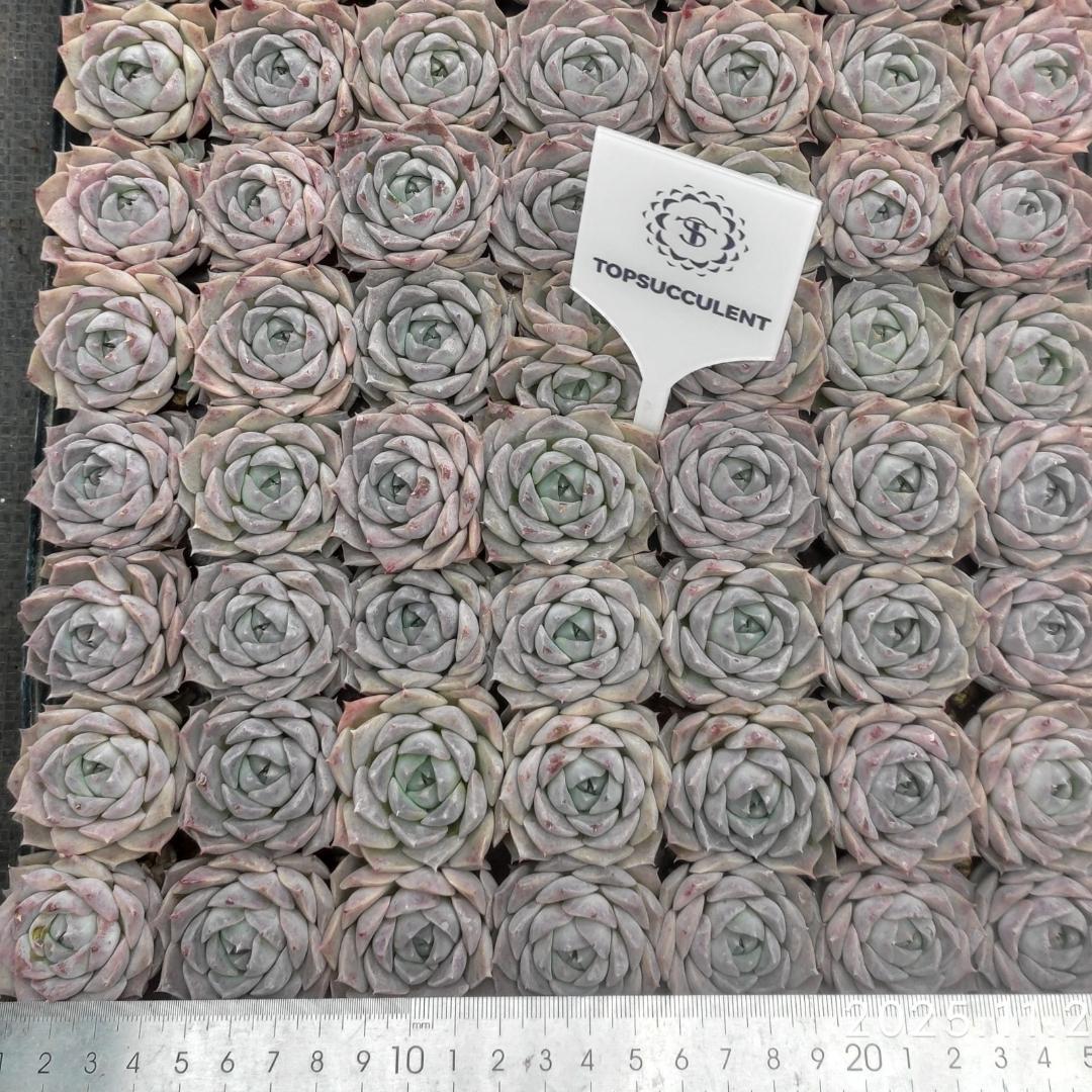 Top【選抜株】多肉植物　22139ポセイドン 105個　プラグトレー苗