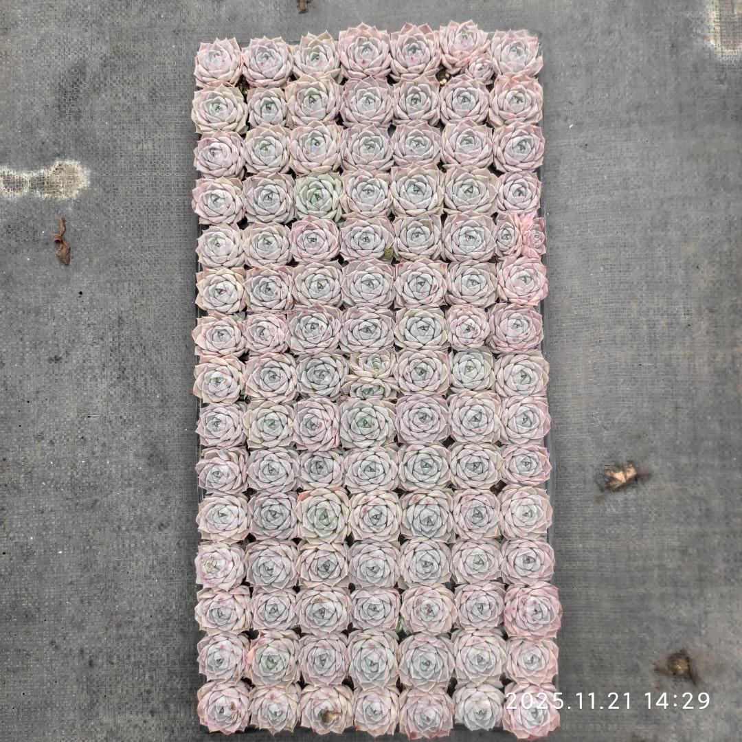 Top【選抜株】多肉植物　22139ポセイドン 105個　プラグトレー苗