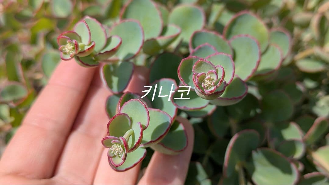 間もなく締め切り〆 越中ミセバヤ カット苗 多肉植物