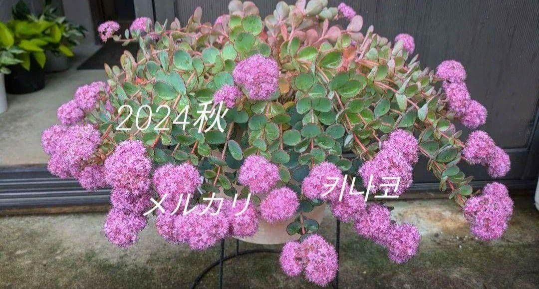 間もなく締め切り〆 越中ミセバヤ カット苗 多肉植物