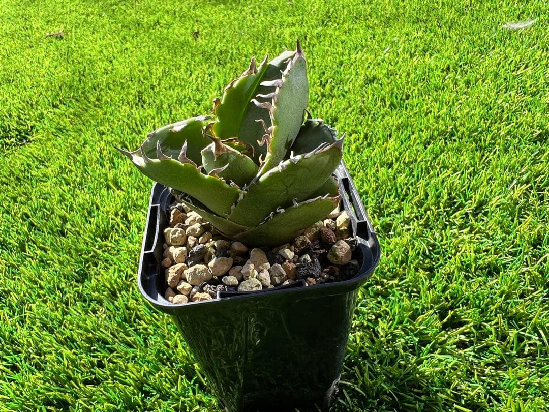 アガベ チタノタ　cok CG01 インドネシア産