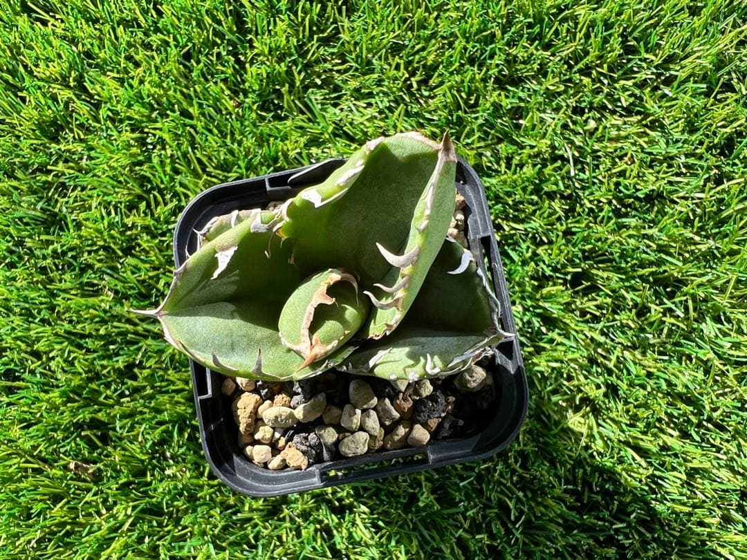 アガベ チタノタ　cok CG01 インドネシア産