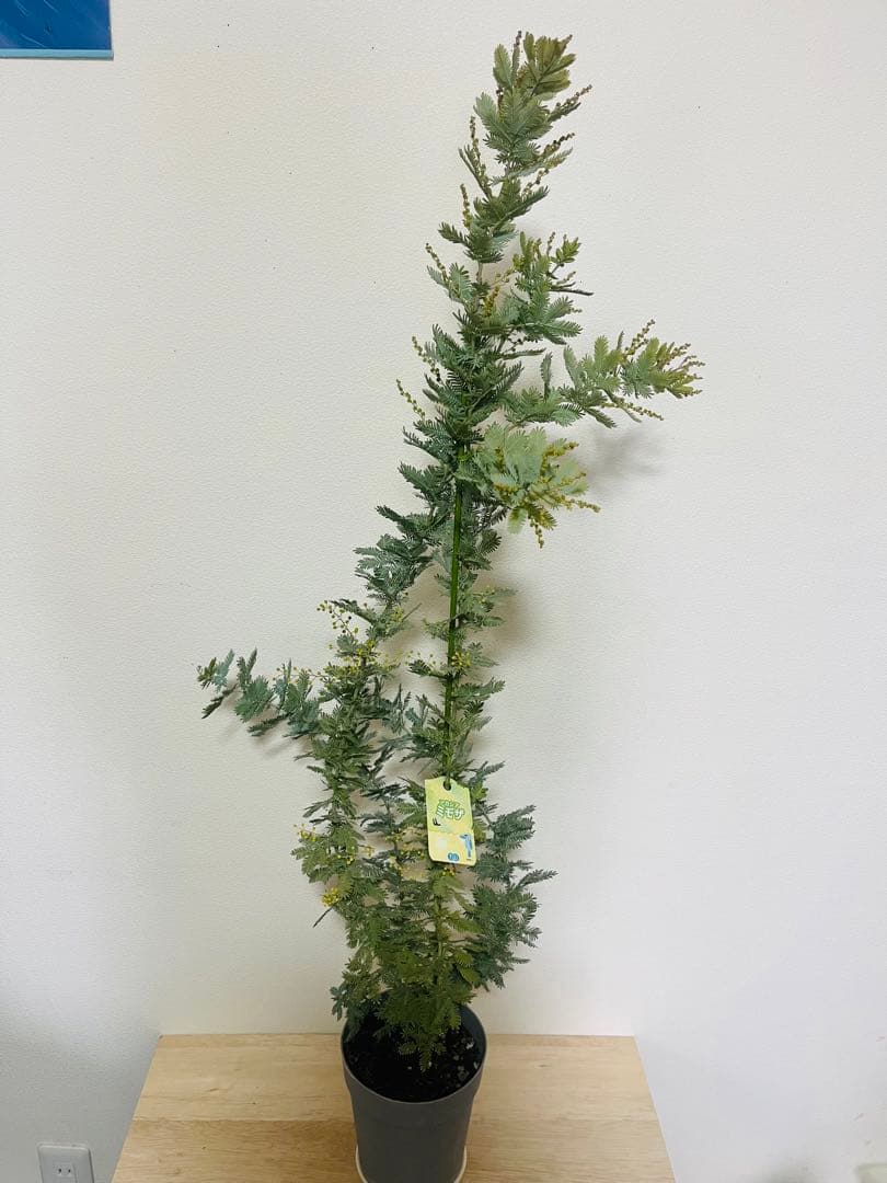 蕾いっぱい　アカシア　ミモザ　苗　F