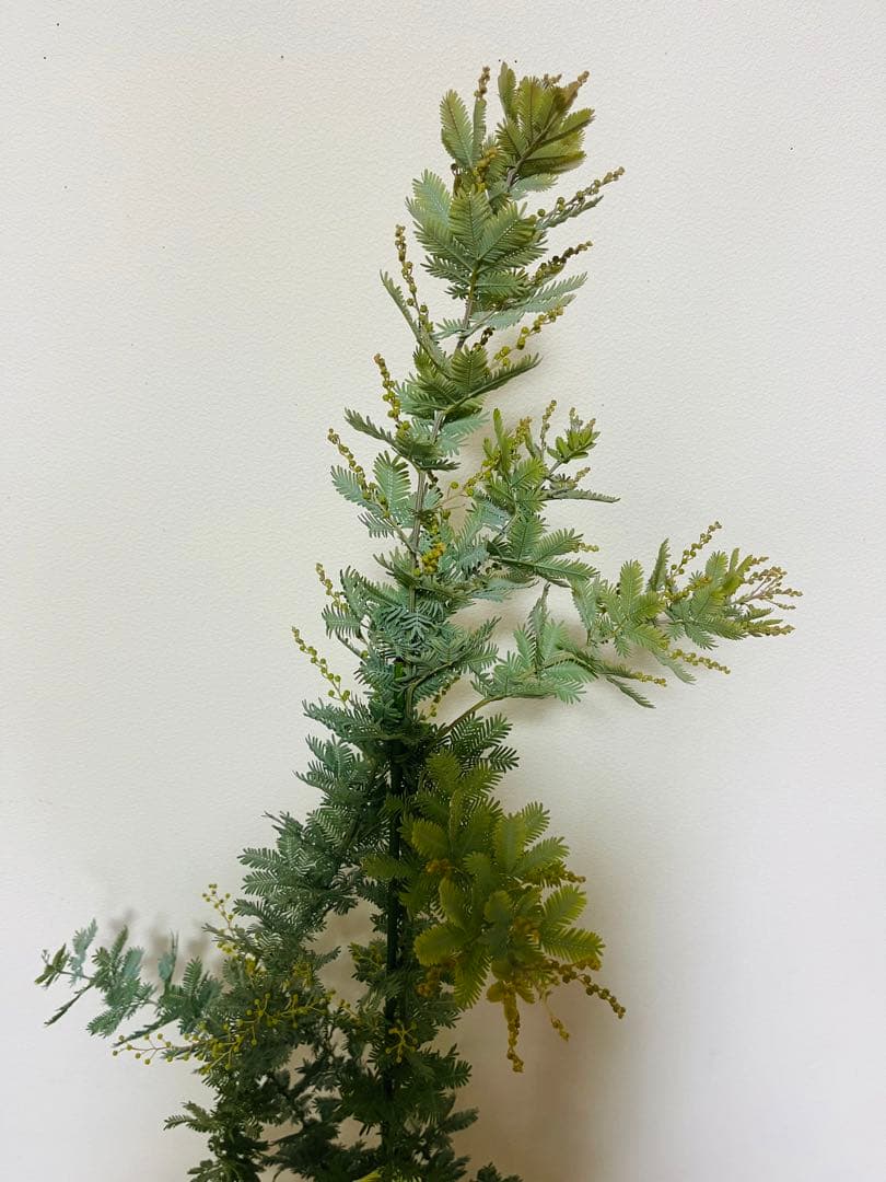 蕾いっぱい　アカシア　ミモザ　苗　F