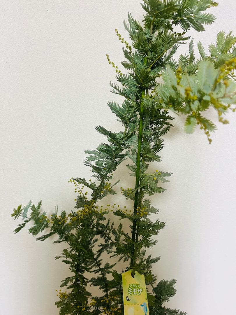 蕾いっぱい　アカシア　ミモザ　苗　F