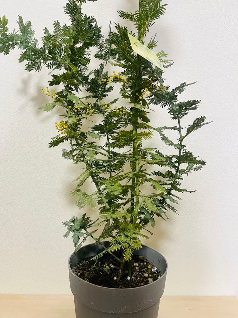 蕾いっぱい　アカシア　ミモザ　苗　F