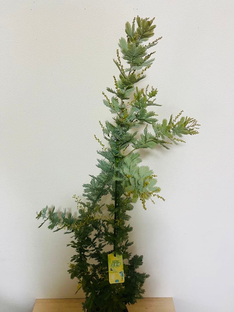 蕾いっぱい　アカシア　ミモザ　苗　F