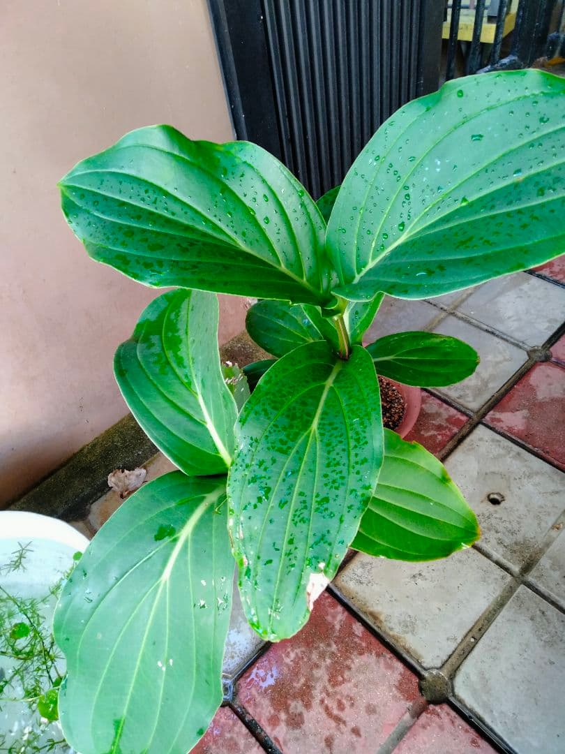 メディニラ　マグニフィカ　7号鉢　ガーデニング　レアプラント　風水　開運