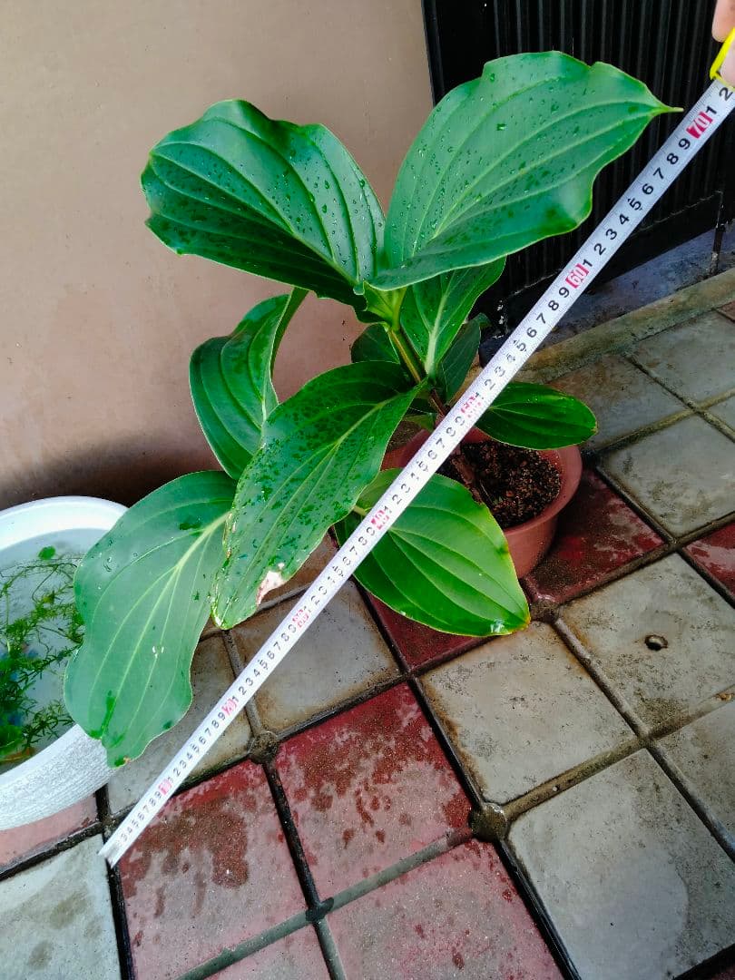 メディニラ　マグニフィカ　7号鉢　ガーデニング　レアプラント　風水　開運