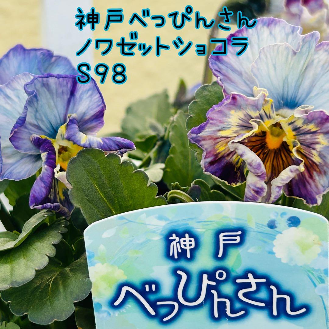 ◆◆ゆー☆さま　Ｓ９８♥神戸べっぴんさん　ノワゼットショコラ♥超超大人気