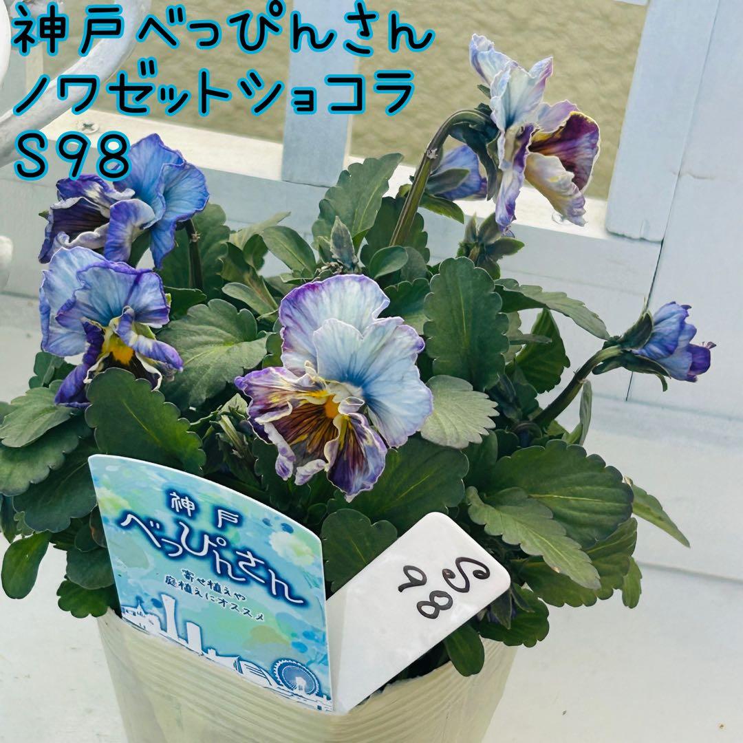 ◆◆ゆー☆さま　Ｓ９８♥神戸べっぴんさん　ノワゼットショコラ♥超超大人気