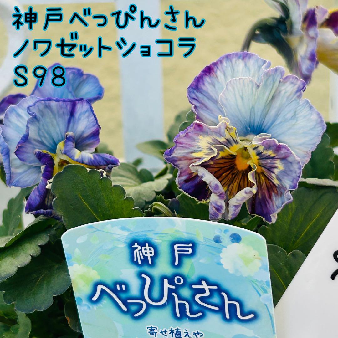 ◆◆ゆー☆さま　Ｓ９８♥神戸べっぴんさん　ノワゼットショコラ♥超超大人気