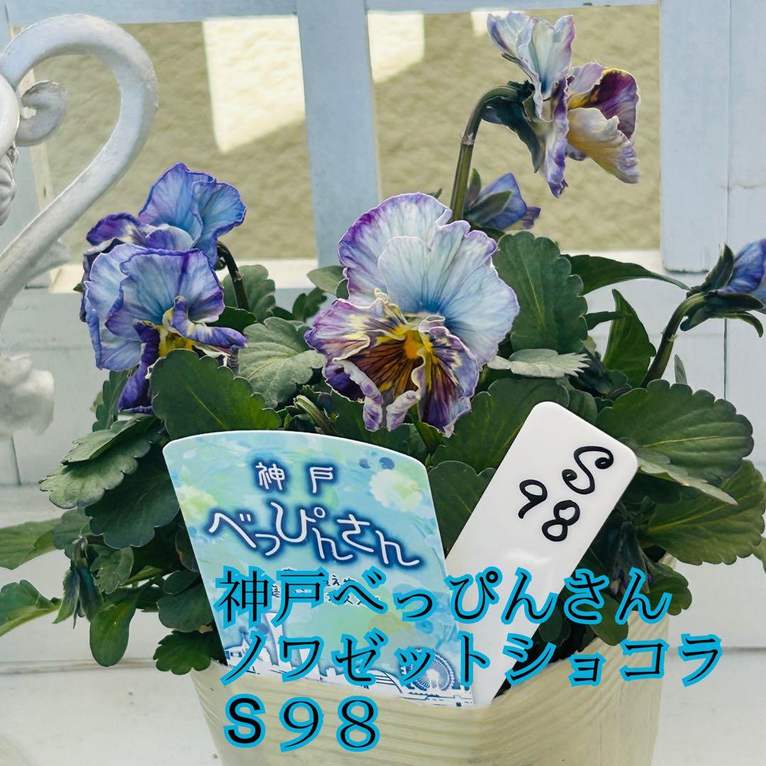 ◆◆ゆー☆さま　Ｓ９８♥神戸べっぴんさん　ノワゼットショコラ♥超超大人気