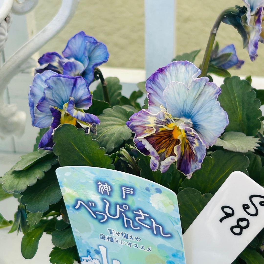 ◆◆ゆー☆さま　Ｓ９８♥神戸べっぴんさん　ノワゼットショコラ♥超超大人気