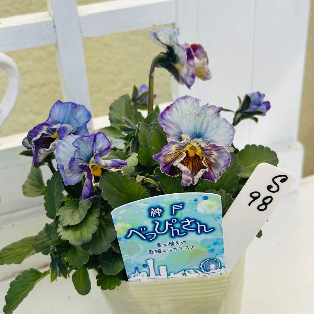 ◆◆ゆー☆さま　Ｓ９８♥神戸べっぴんさん　ノワゼットショコラ♥超超大人気