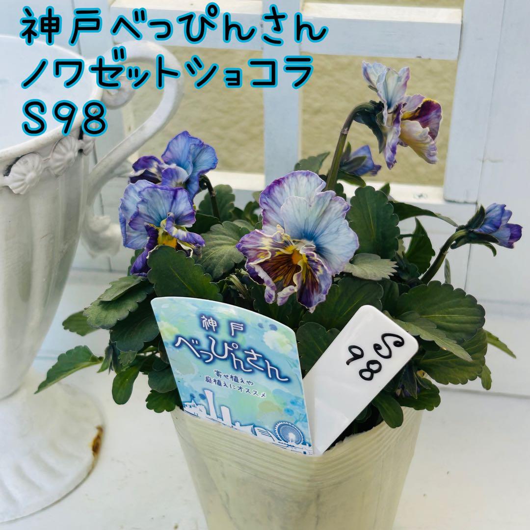 ◆◆ゆー☆さま　Ｓ９８♥神戸べっぴんさん　ノワゼットショコラ♥超超大人気