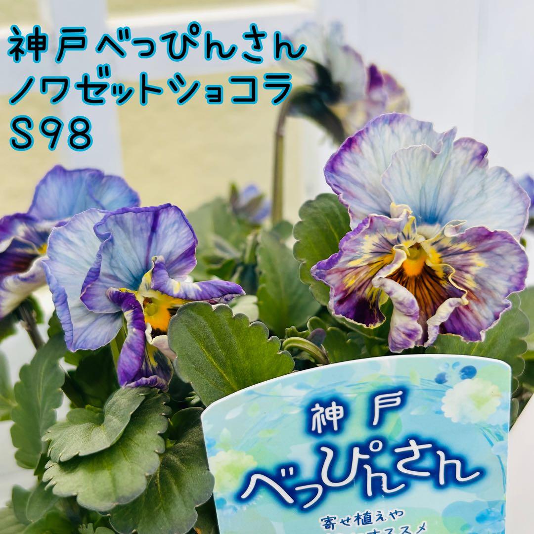 ◆◆ゆー☆さま　Ｓ９８♥神戸べっぴんさん　ノワゼットショコラ♥超超大人気