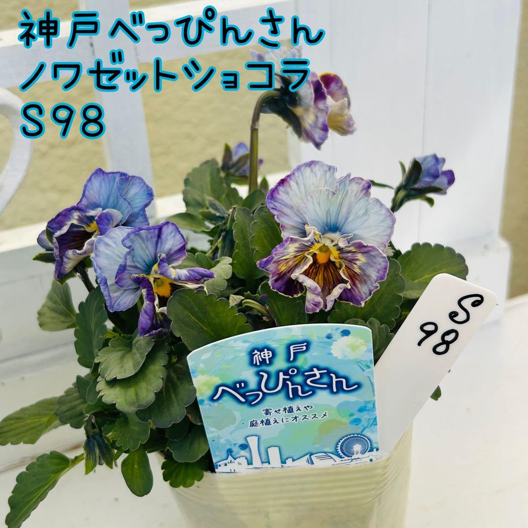 ◆◆ゆー☆さま　Ｓ９８♥神戸べっぴんさん　ノワゼットショコラ♥超超大人気