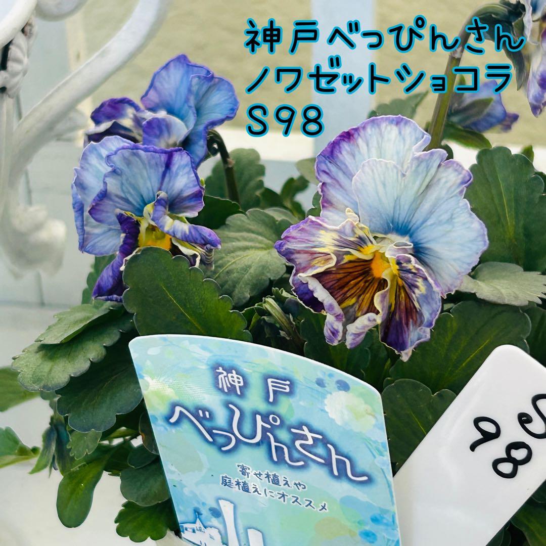 ◆◆ゆー☆さま　Ｓ９８♥神戸べっぴんさん　ノワゼットショコラ♥超超大人気