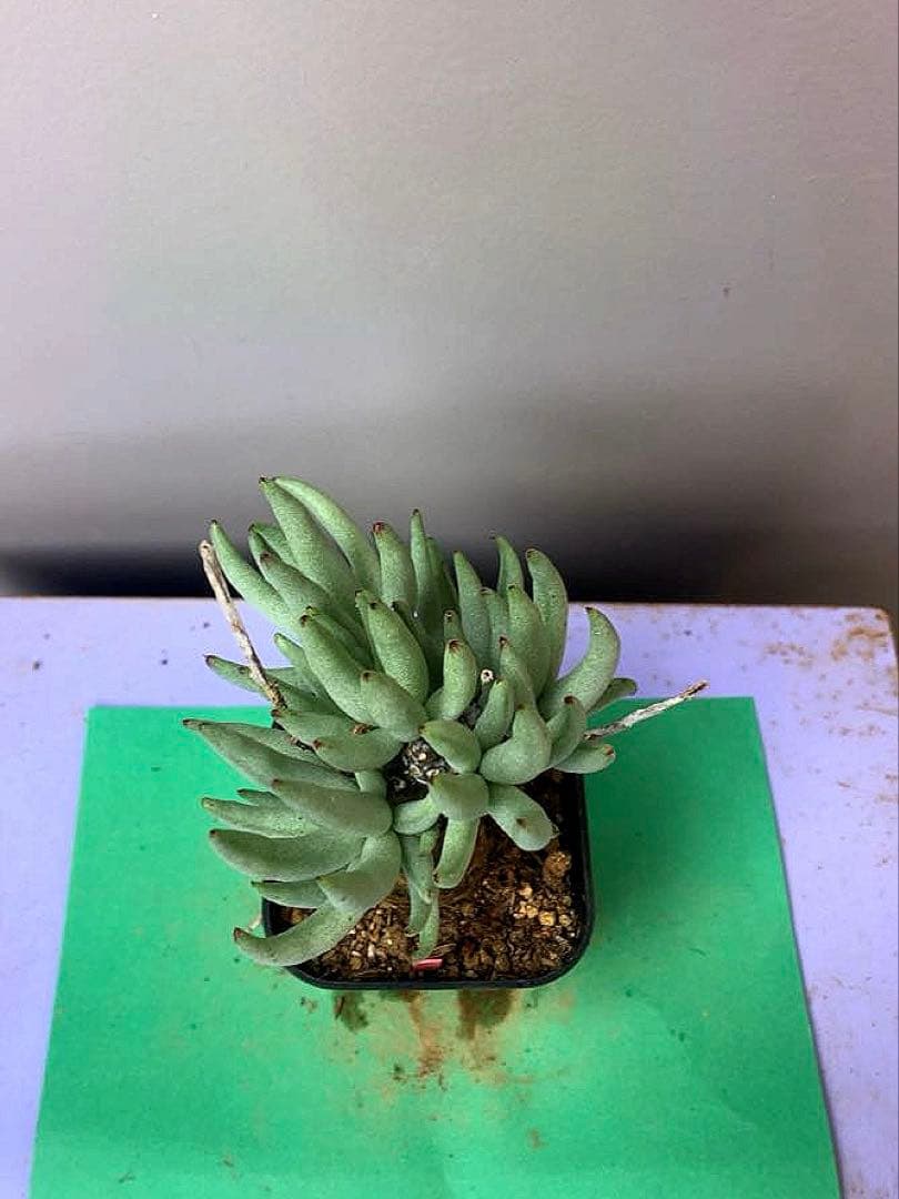 《2.5号OR》チレコドン ぺアルソニー