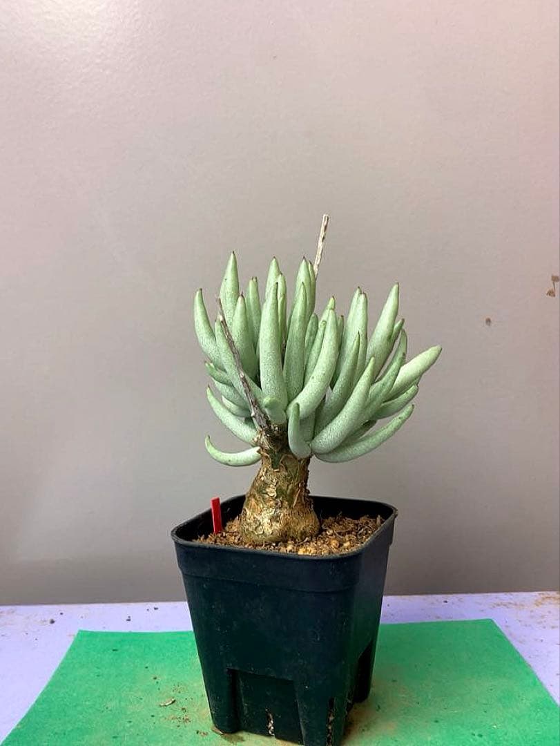 《2.5号OR》チレコドン ぺアルソニー